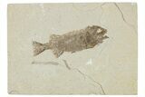 Juvenile Phareodus Fish Fossil - Scarce Species #244221-1